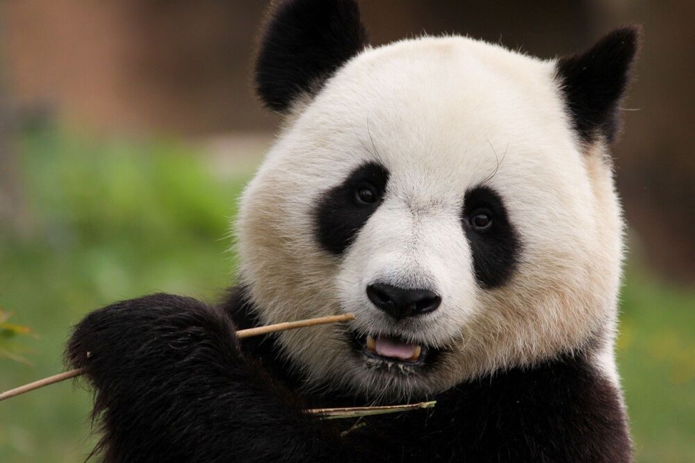Gambar Beasiswa China